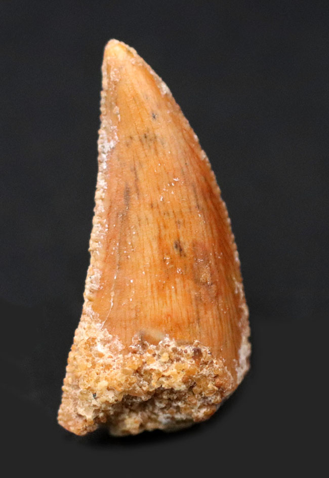 ケムケム層から採集されるレアな獣脚類恐竜、アベリサウルス科