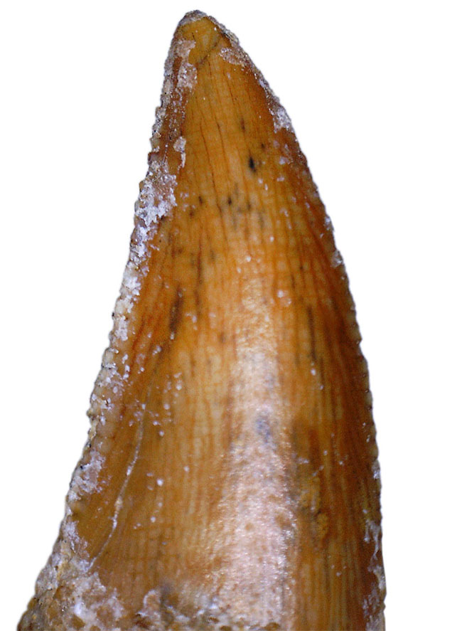 ケムケム層から採集されるレアな獣脚類恐竜、アベリサウルス科