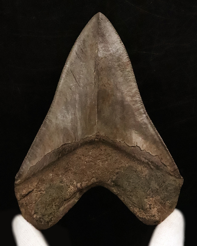 間違いない！良形、シンメトリー、美しさ、サイズ、保存状態、全てを