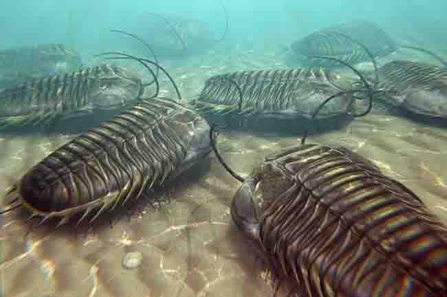 三葉虫、化石の通販・販売｜厳選した本物の三葉虫標本 | 化石セブン