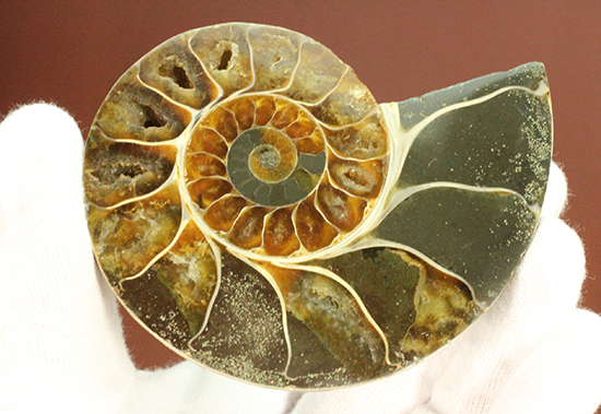 ボリュームあり！?マダガスカル産アンモナイトのハーフカット標本