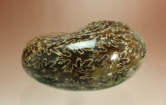 縫合線モンスター現る！一級品。マダガスカル産アンモナイト