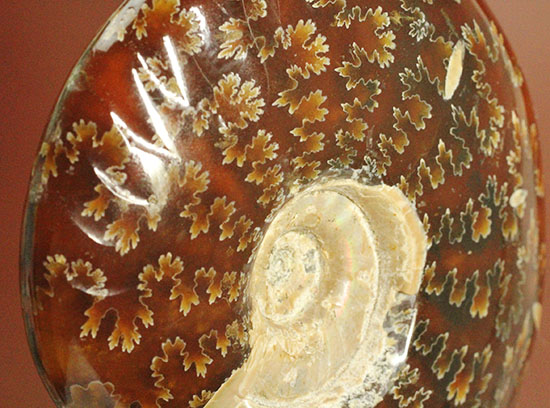 縫合線モンスター出現！これぞコレクション！マダガスカル産