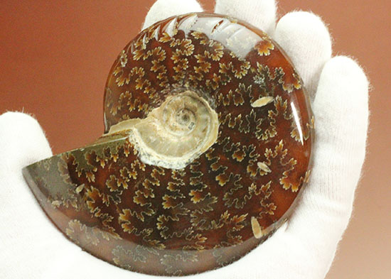 縫合線モンスター出現！これぞコレクション！マダガスカル産