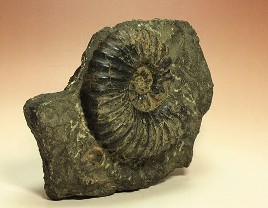 アカントセラス科の元祖的存在！貴重標本北海道アンモナイト