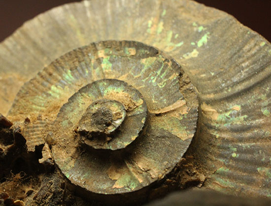 二本木認定コレクション！希少！気房の内部構造が露わになった北海道