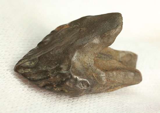 先端が欠けていない、かつ希少なダブルルートを持つトリケラトプスの歯