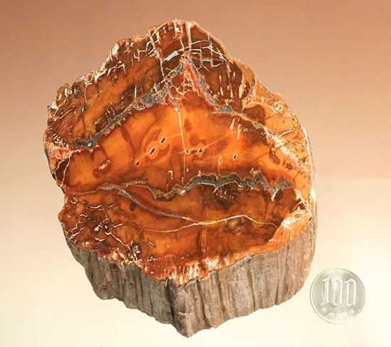 2億4800万年前の古代木化石！ジャスパー化した、艶やかな珪化木