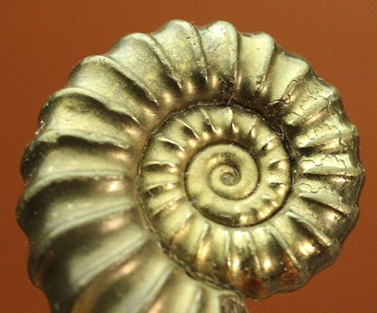 金属光沢が美しい！イングランド産黄鉄鉱アンモナイト、プロミクロ