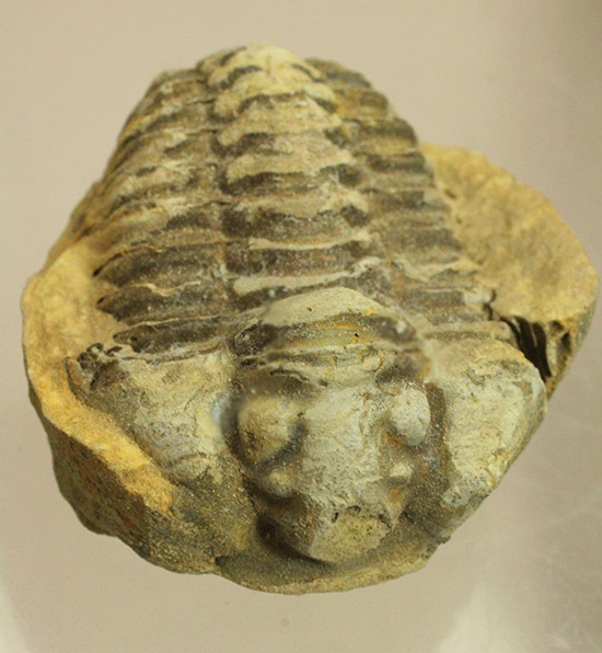 ノジュール化石で状態良い三葉虫を鑑賞しませんか？カリメネ三葉虫 三