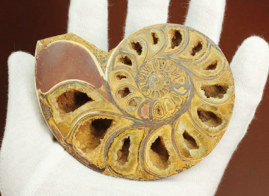 アンモナイトを真っ二つ。中身が丸見え！人気のハーフカット標本