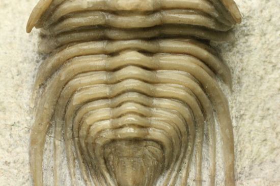 あの愛らしい繊細三葉虫が登場！ロシア産希少種キベレ・ベラトゥラ