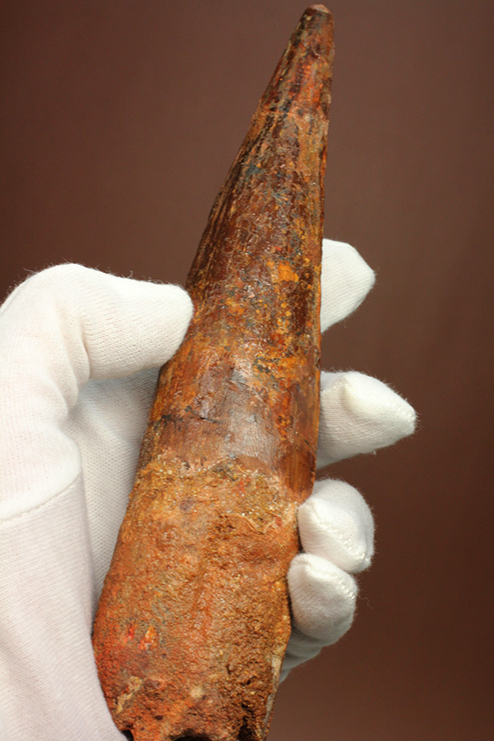 肉食恐竜の歯の違い。タケノコ型とナイフ型。 | 恐竜化石に関する