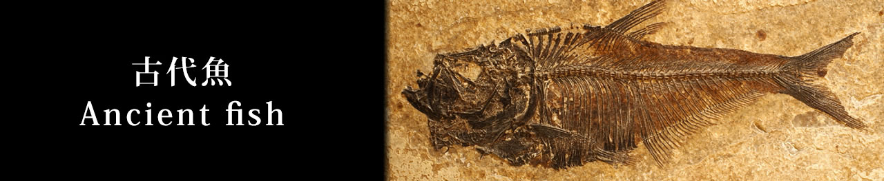 ウルトラレア！ブラジル・サンタナ層産の絶滅古代魚、ピクノドン類の