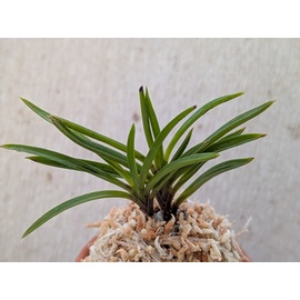 商品詳細｜布木の里 花信｜古典植物・山野草の専門店 フラワー