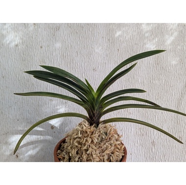 商品詳細｜布木の里 花信｜古典植物・山野草の専門店 フラワー