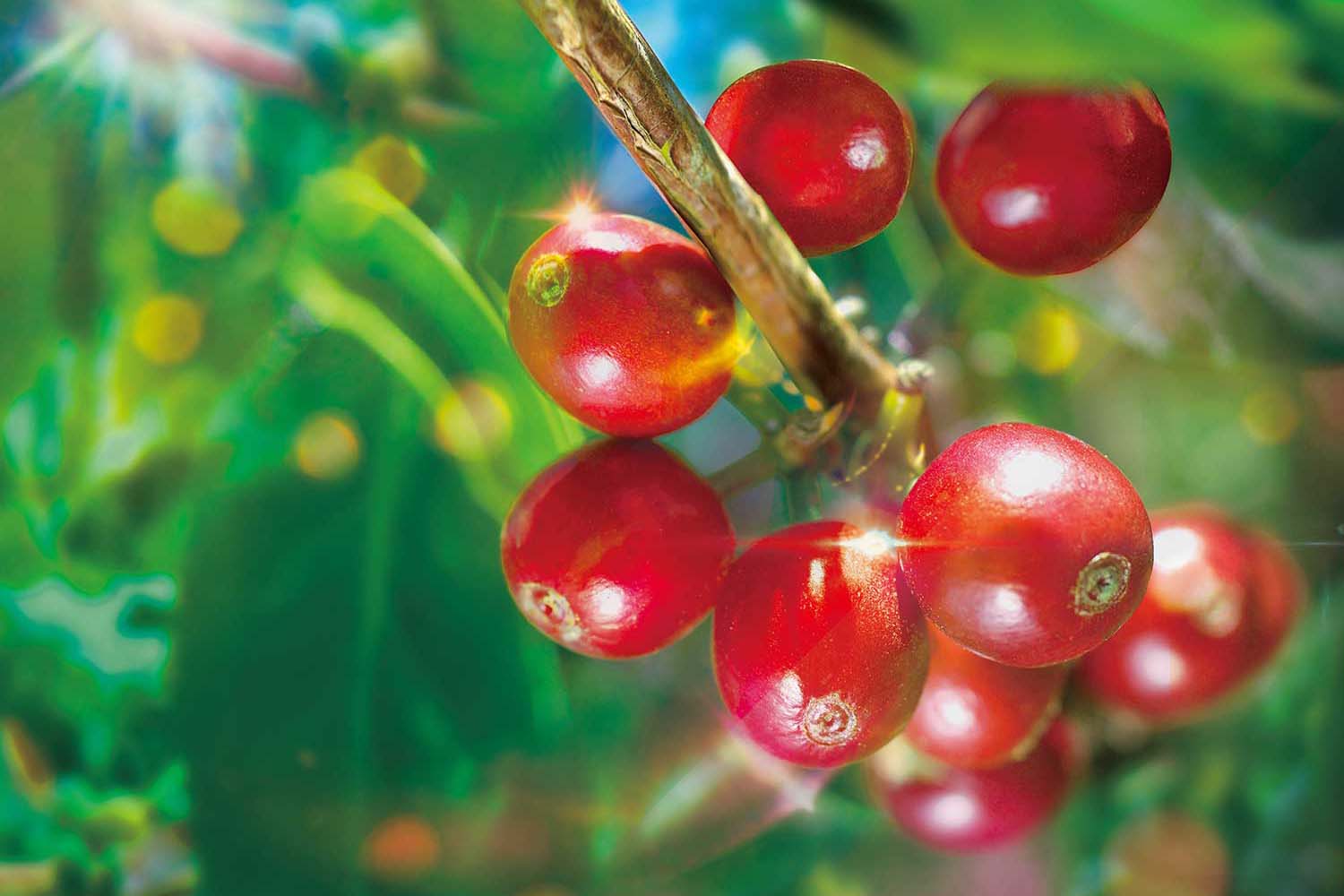 インドネシアから“年に一度の希少なコーヒー”『初摘みコーヒー