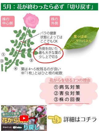 バラを楽しむ 5月のお手入れ｜バラと庭あそび京阪園芸公式ショップ 通販