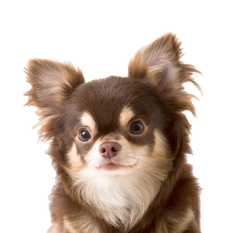 カニンヘンダックスフンド - ペットショップ ケン & ワン