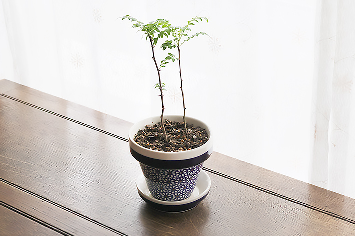 植木鉢・ポーリッシュポタリー(ポーランド食器)