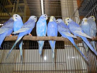 IN-1527 セキセイインコ・レインボーの若雄 | キットウココ ペット部