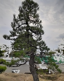 安心価格。大きな松、マキ、モミジ台杉、桜、植木、庭木の販売。京都