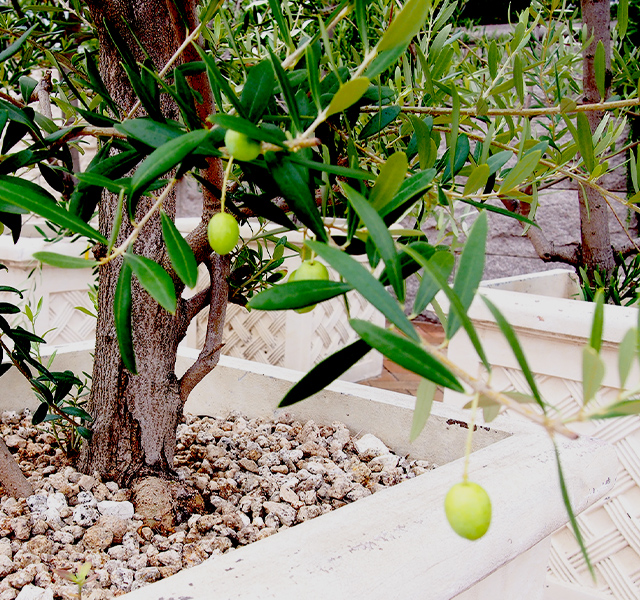 トルコ産オリーブ原種ゲムリックの販売｜たにぐち農園