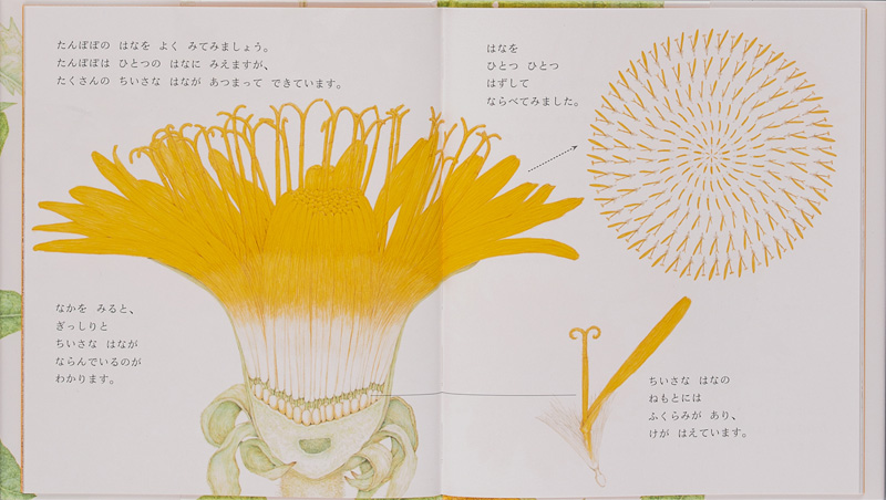 たんぽぽ (荒井真紀 花の絵本) ：荒井真紀 - 金の星社