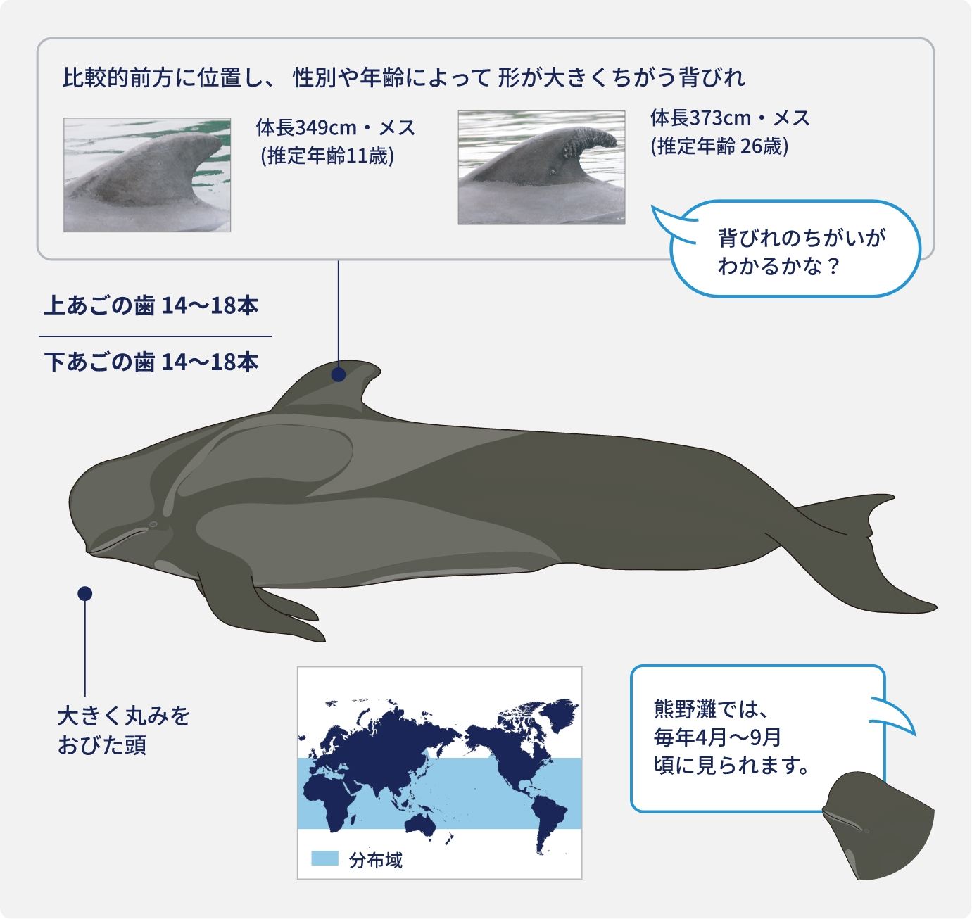博物館のクジラたち | 太地町立くじらの博物館