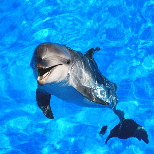 愛と喜び、遊びをもって、人生を楽しく生きるためのエッセンス☆ 元氣