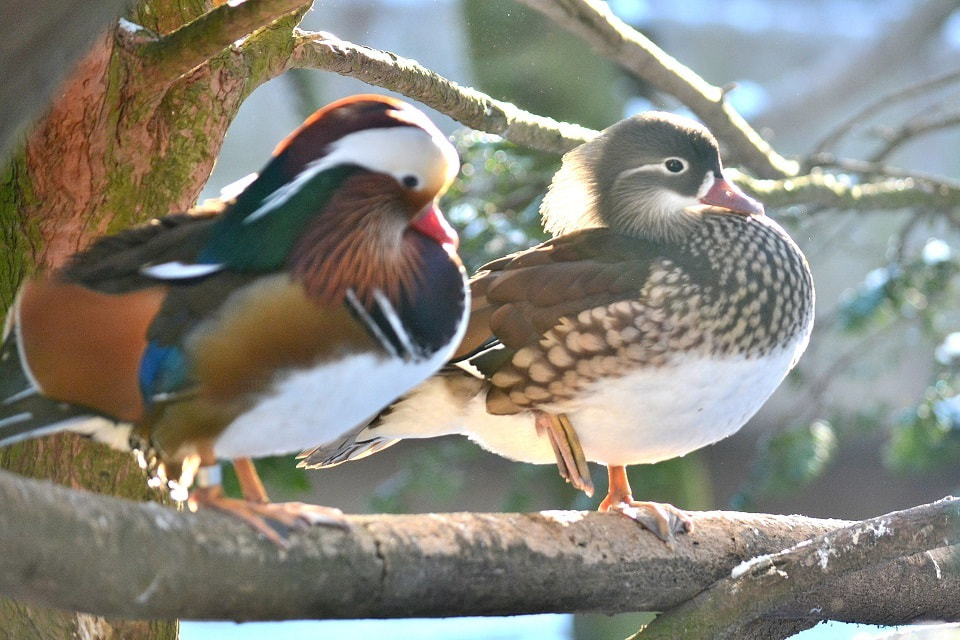 季節のいきもの「鴛鴦 (おしどり)」