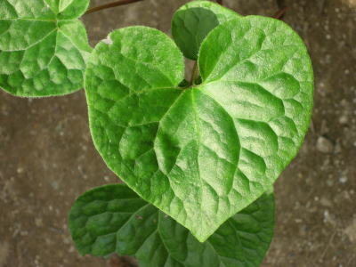 フタバアオイ（双葉葵）＜植物（苗・山野草）生産販売（通販）リスト