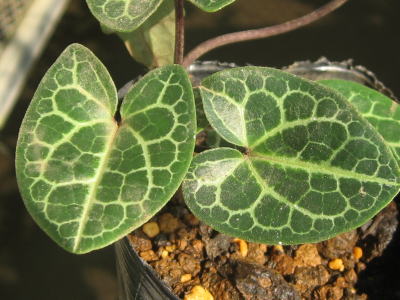 カンアオイ（寒葵）＜植物（苗木・山野草）生産販売（通販）リスト