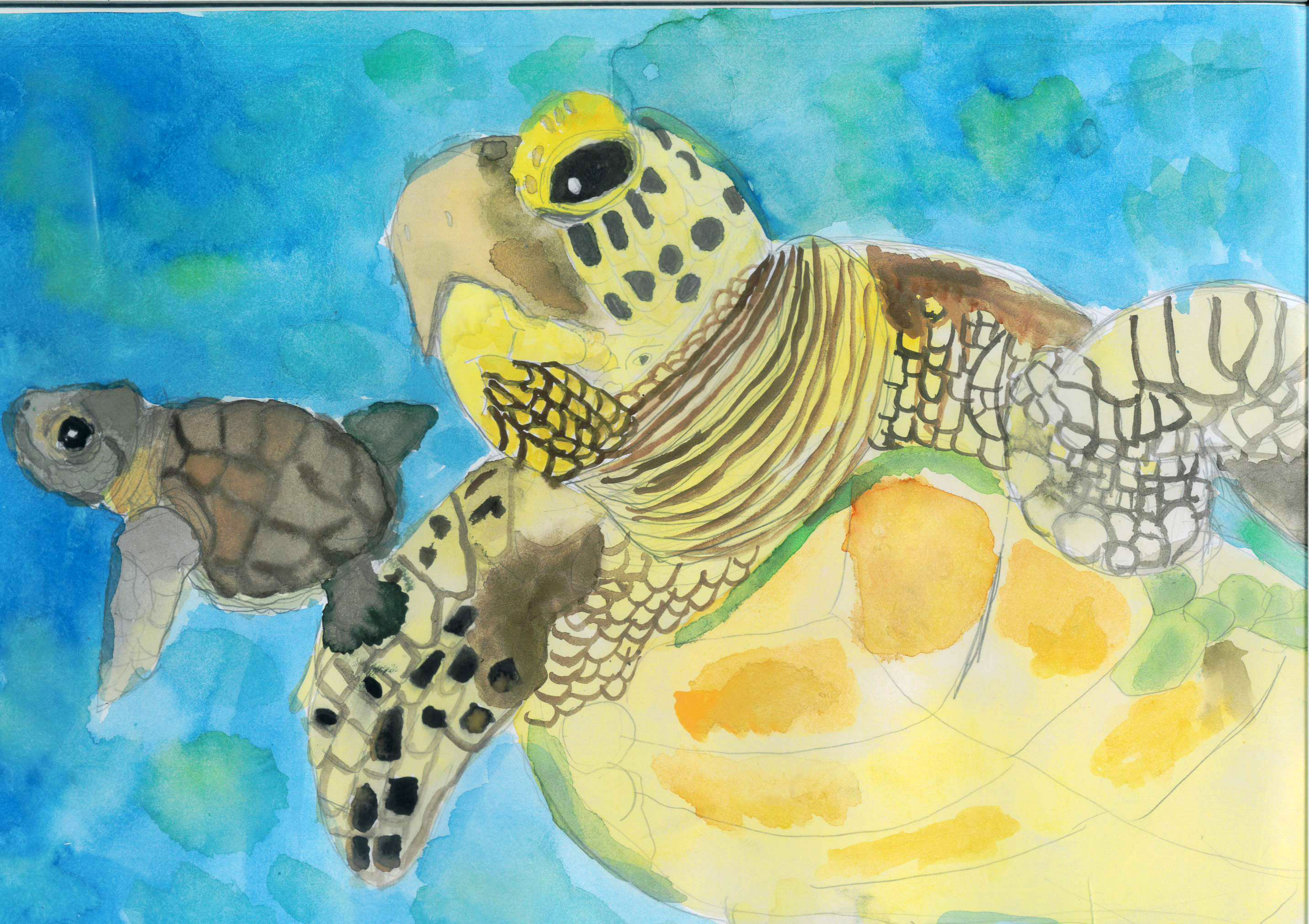 ウミガメおえかきコンテスト2024 | ウミガメおえかきコンテスト2024