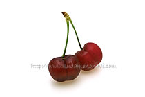 さくらんぼの品種一覧 | さくらんぼ（桜桃／サクランボ）のブランド