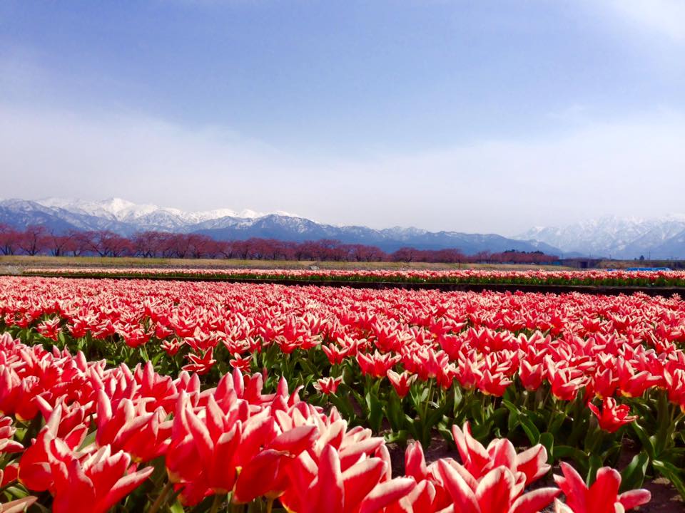 あさひ舟川・春の四重奏 | 桜・チューリップ・菜の花と、雪の白馬連峰