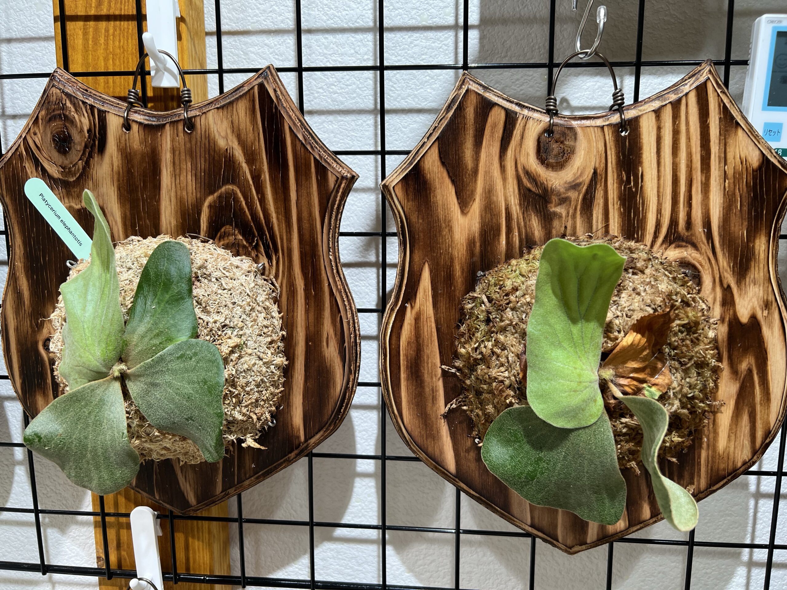 エレファントティス 子株 | ビカクシダ｜ホタテの観葉植物日記