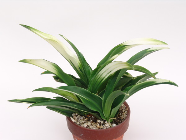 虎柄 (とらがら) – おもとの豊明園（ほうめいえん）