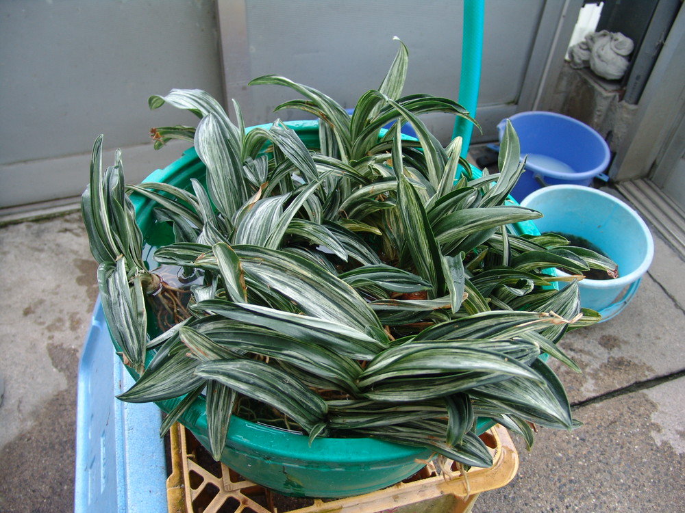 千代田の松 (ちよだのまつ) CChiyodanomatsu – おもとの豊明園（ほう