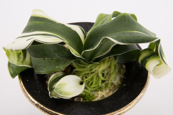 玉獅子の虎 (たまじしのとら) Tamajishinotora – おもとの豊明園（ほう