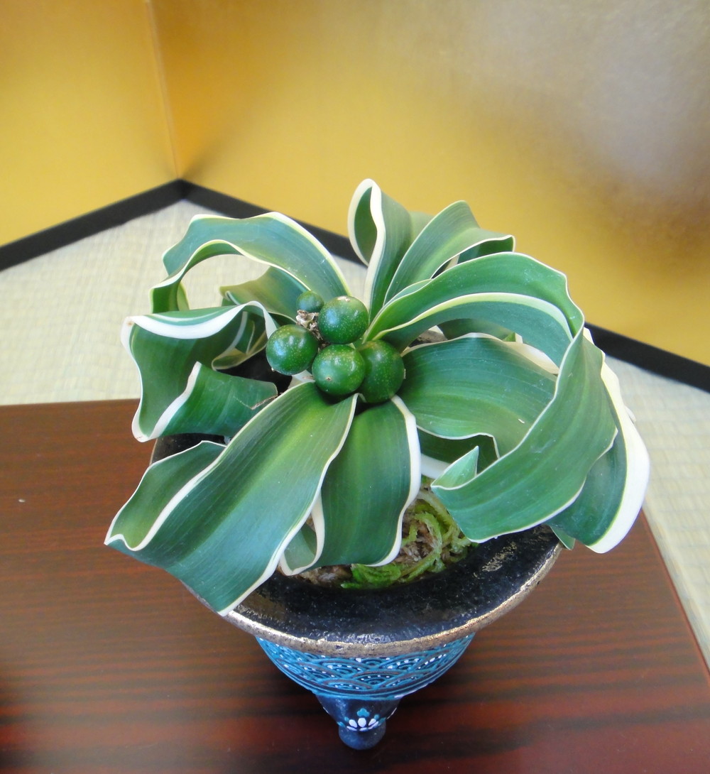 玉獅子 (たまじし) Tamajishi – おもとの豊明園（ほうめいえん）