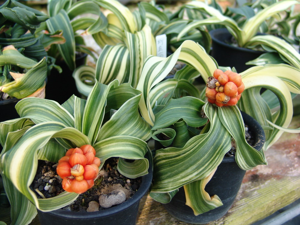 縞獅子 (しまじし) Shimajishi – おもとの豊明園（ほうめいえん）