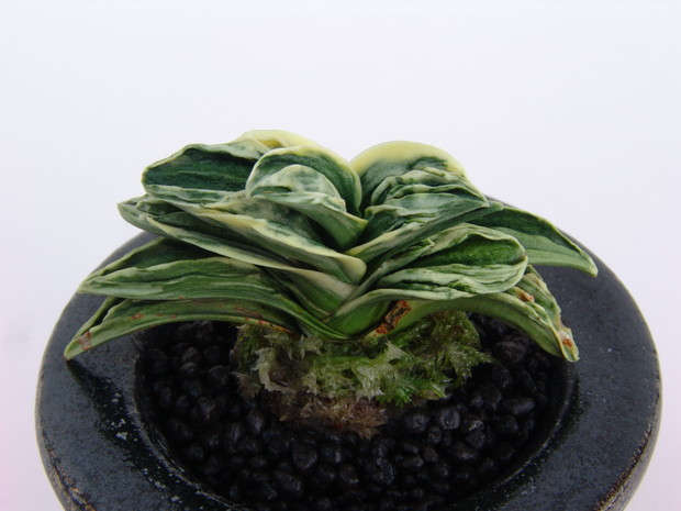 万年青 力和の話 – おもとの豊明園（ほうめいえん）