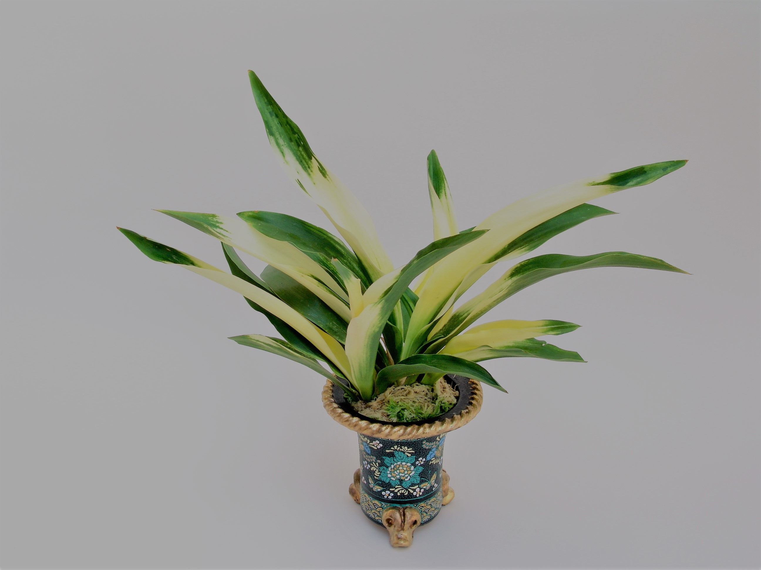 江戸おもと – おもとの豊明園（ほうめいえん）