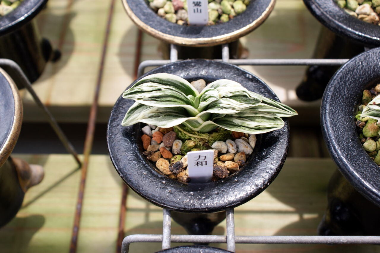 力和 (りきわ) Rikiwa – おもとの豊明園（ほうめいえん）