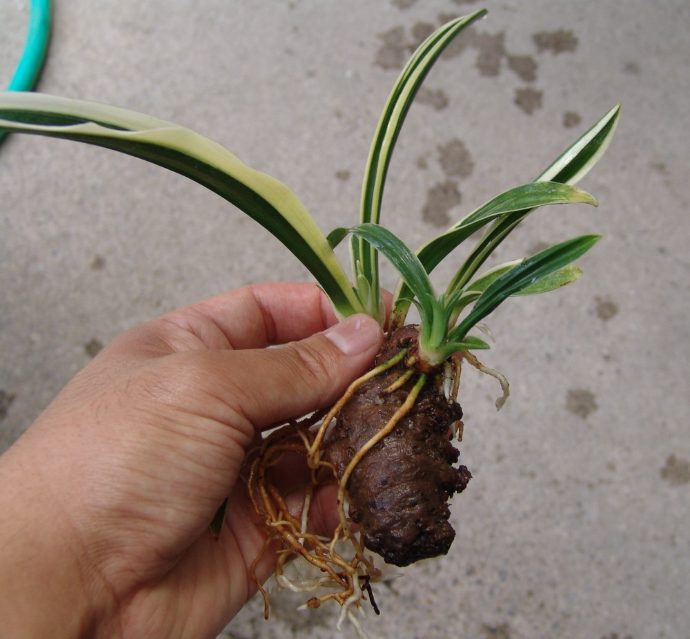 2019年2月 – おもとの豊明園（ほうめいえん）