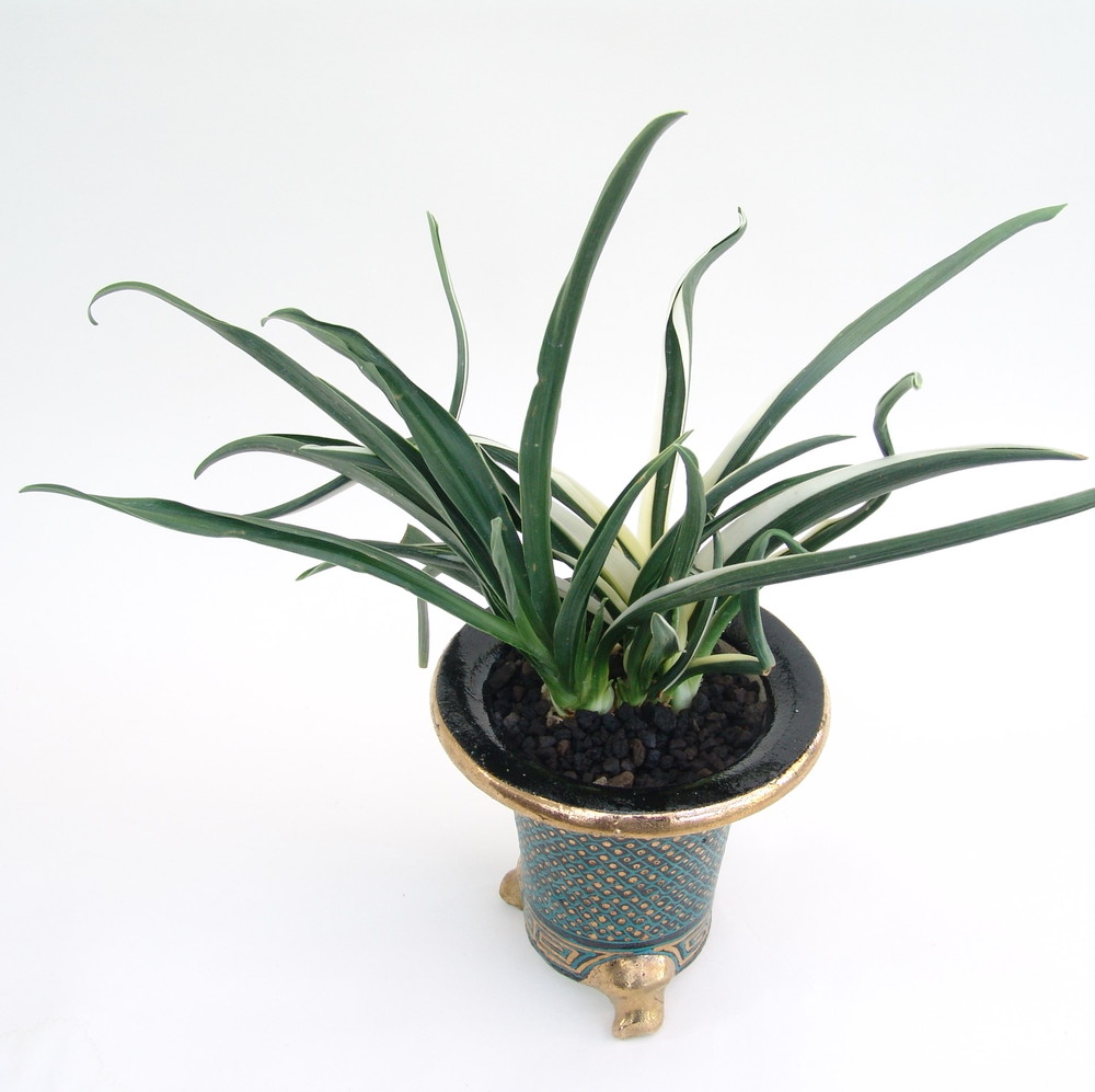 2019年2月 – おもとの豊明園（ほうめいえん）