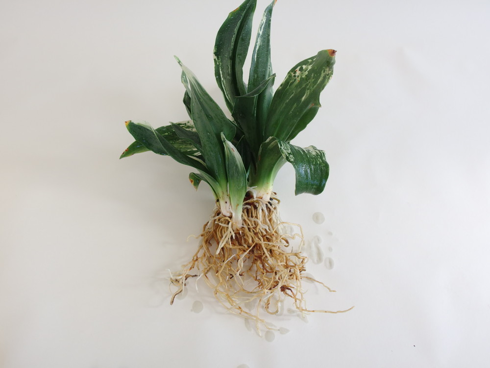 世界の図 (せかいのず) Sekainozu – おもとの豊明園（ほうめいえん）