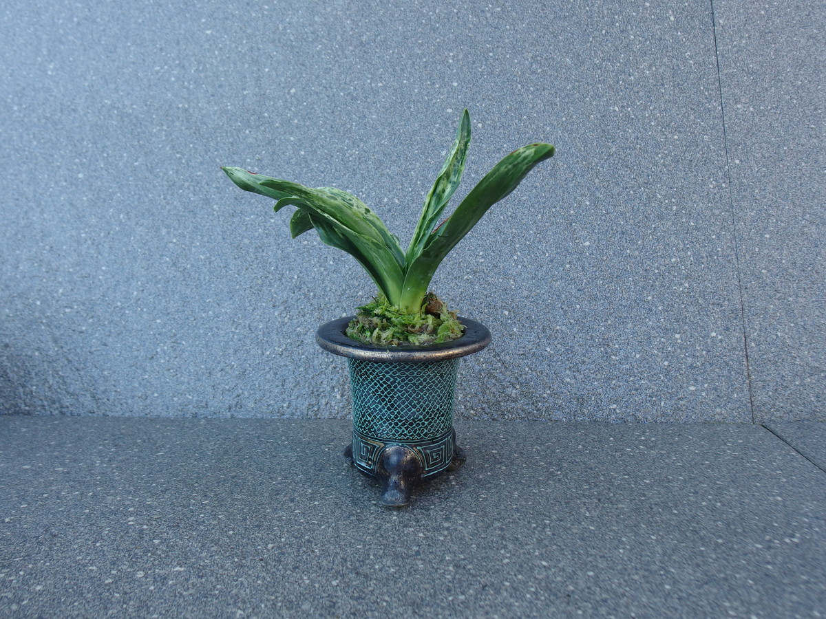 世界の図 (せかいのず) Sekainozu – おもとの豊明園（ほうめいえん）