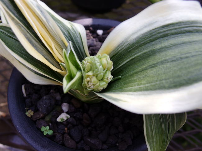 華宝 (かほう) Kaho – おもとの豊明園（ほうめいえん）